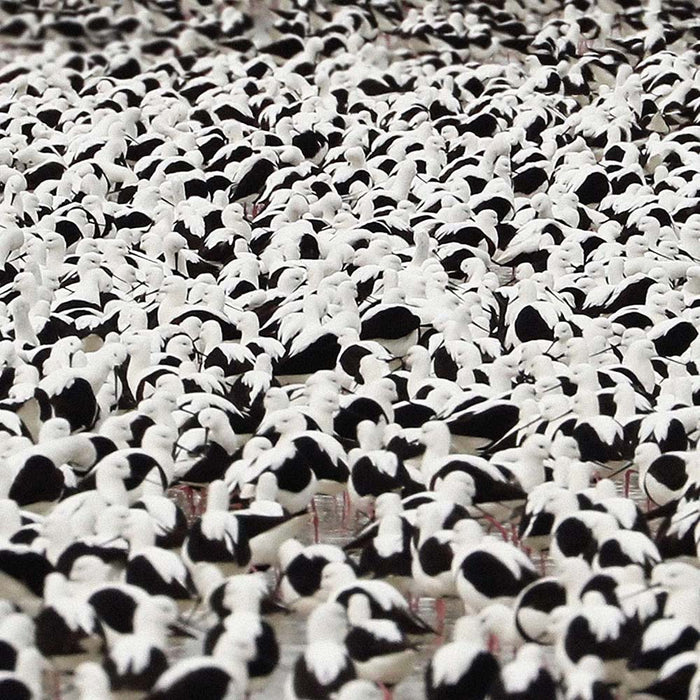 Stella Donnelly Flood Cassette Tape 2022