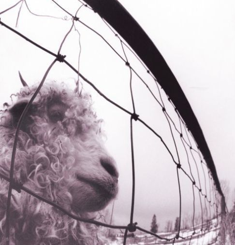 Pearl Jam Vs Vinyl LP 2016