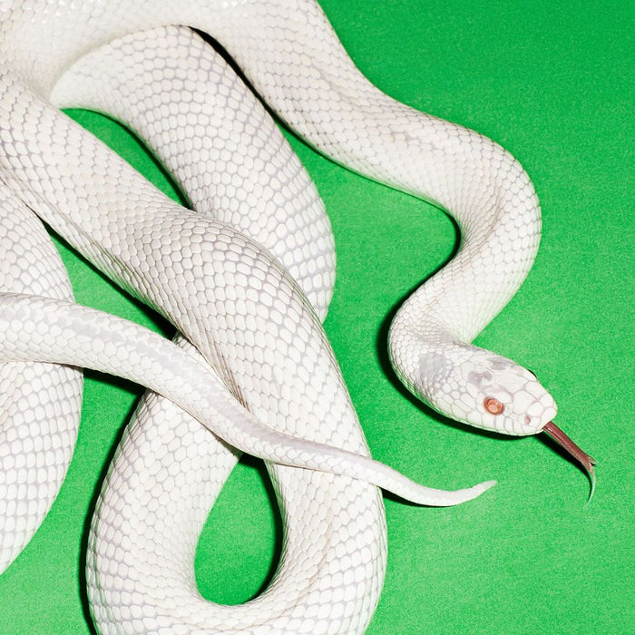 Deftones private music Vinyl LP 2025