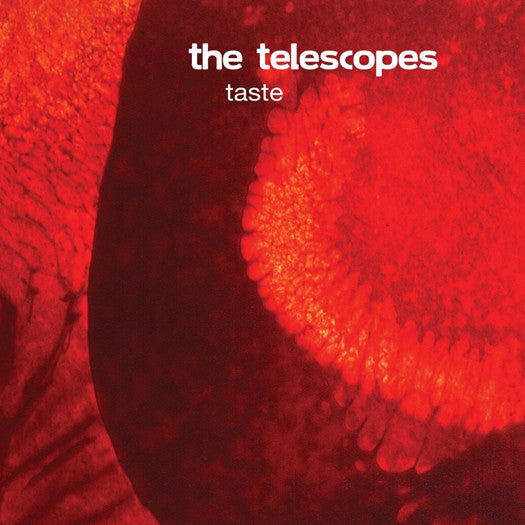 THE TELESCOPES TASTE THE PERFECT NEEDLE EP VINYL LP NEW 33RPM